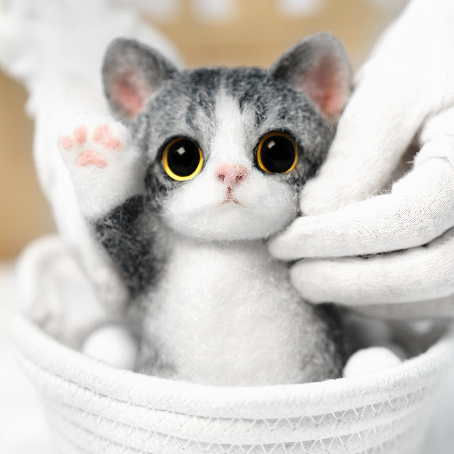 B07:American Shorthair