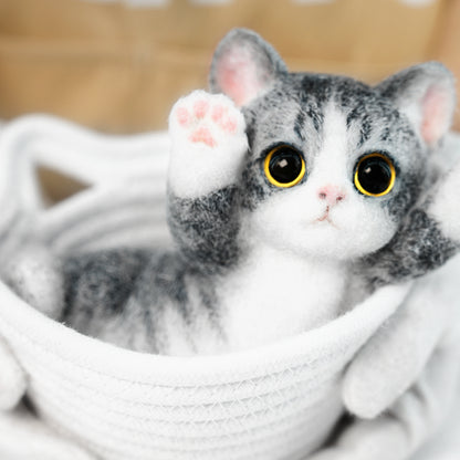B07:American Shorthair