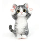 B07:American Shorthair
