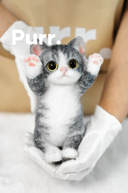 B07:American Shorthair