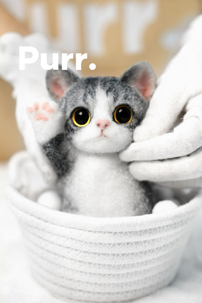 B07:American Shorthair