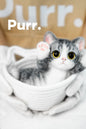 B07:American Shorthair