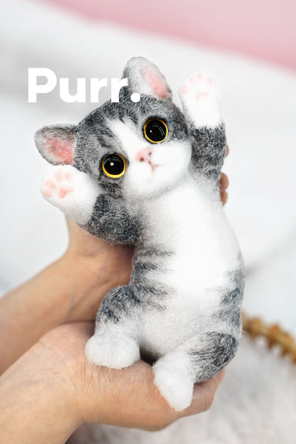 B07:American Shorthair