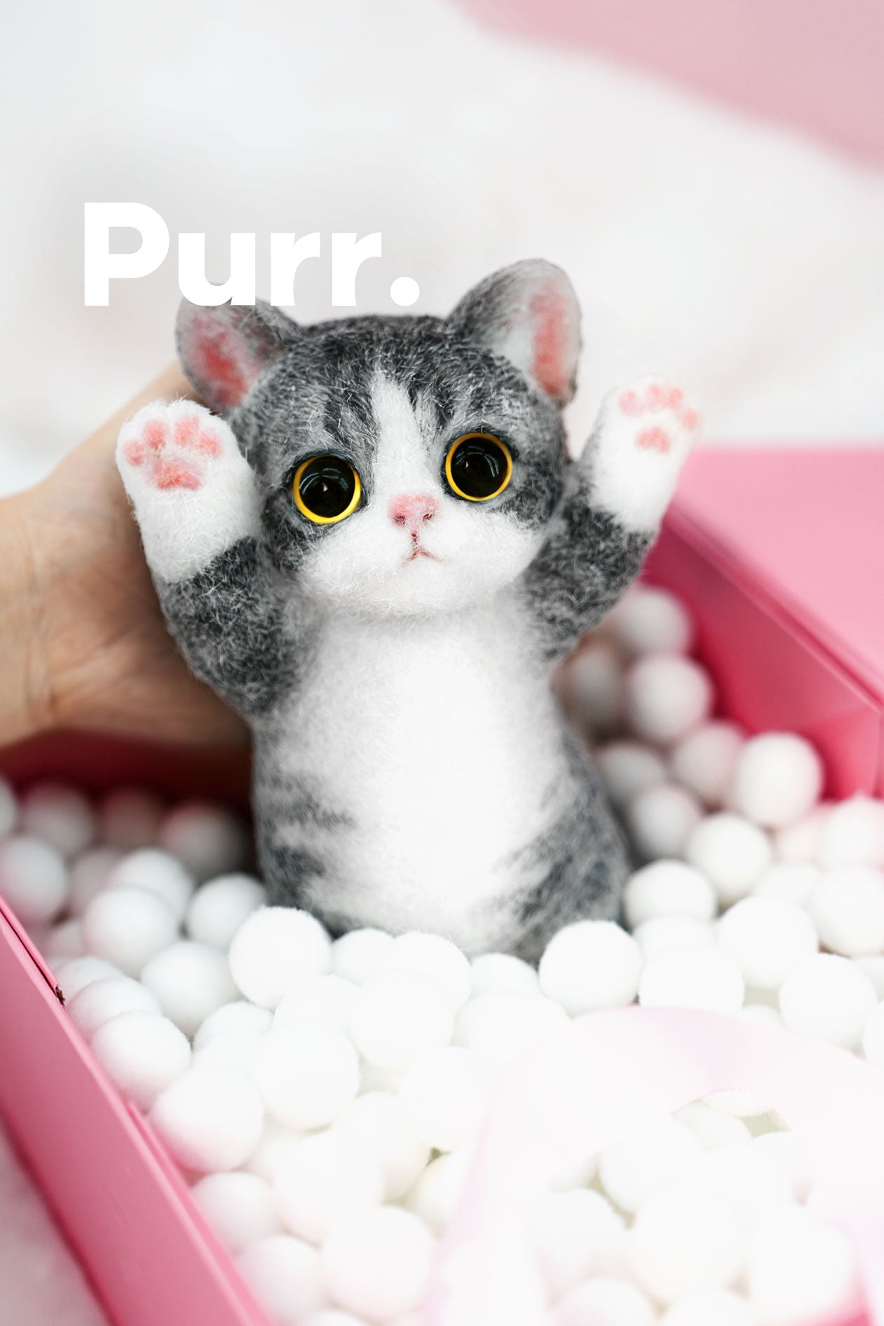 B07:American Shorthair