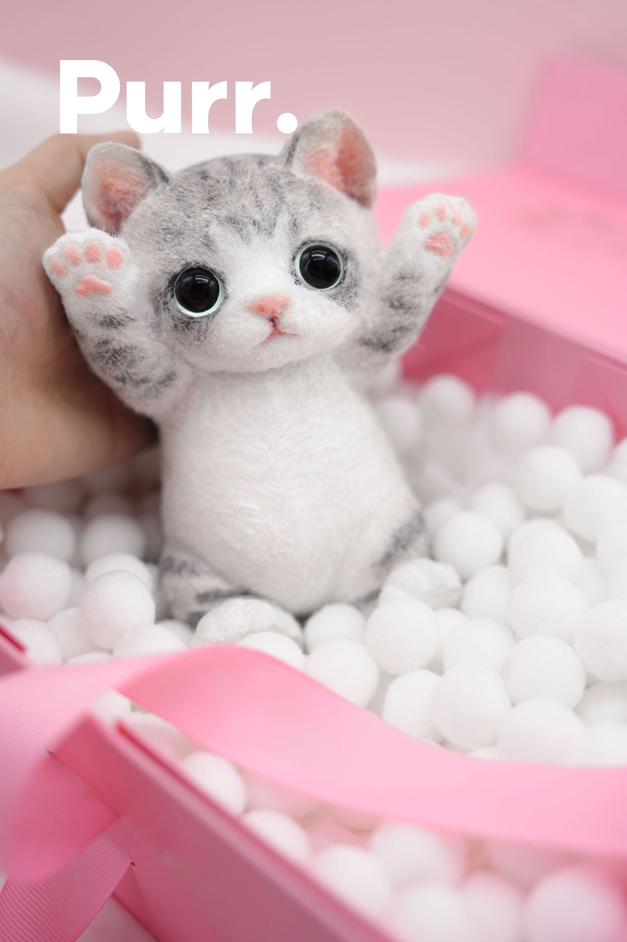 B02:American-shorthair